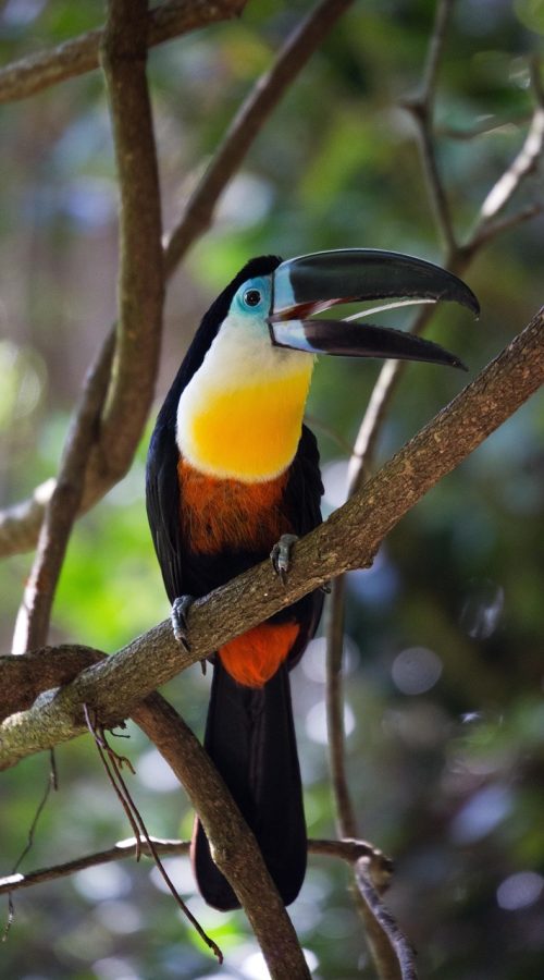 ronporter-toucan-376484_1280